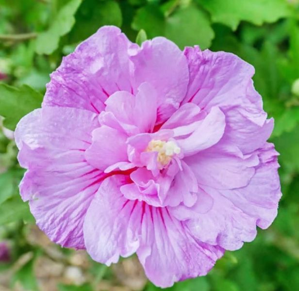 Гібіскус сирійський Lavander Chiffon С5 232 фото