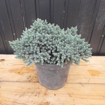 Ялівець лускатий Блю Стар 40-45 см С7.5 (Juniperus squamata Blue Star) С5 059 фото