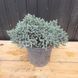 Ялівець лускатий Блю Стар 40-45 см С7.5 (Juniperus squamata Blue Star) С5 059 фото 1