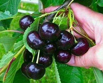 Вишня Чорнокорка 1 рік 484 фото