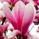 Магнолія Orchid 60-80 см С5 238 фото 2