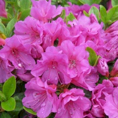 Азалія Geisha Purple C7.5 3 фото