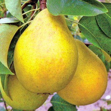 Груша Дюшес 1 рік 478 фото
