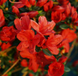 Азалія Stewartstonian C7.5 4 фото 3