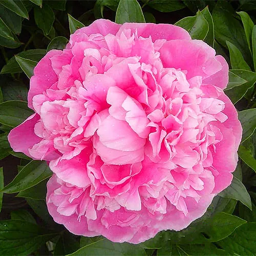 Півонія Pink Diamond 10-15 см С5 160 фото
