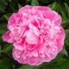 Півонія Pink Diamond 10-15 см С5 160 фото 3