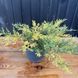Ялівець середній Блу енд Голд 70-100 см діамтр С7,5 (Juniperus pfitzeriana Blue and Gold ) 396 фото 1