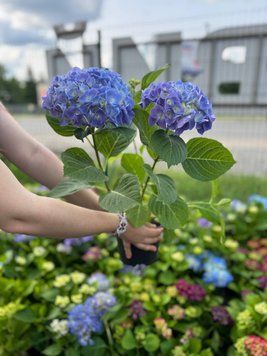 Гортензія макрофіл Marine Blue 30-35 см 367 фото