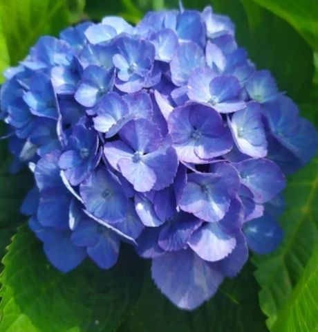 Гортензія макрофіл Marine Blue 30-35 см 367 фото