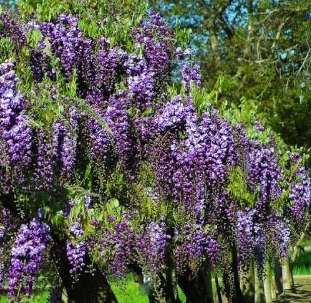 Гліцинія густоквіткова Violacea Plena 1.5-2 м С4 18 фото