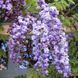 Гліцинія густоквіткова Violacea Plena 1.5-2 м С4 18 фото 1