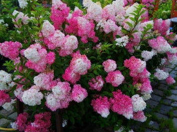 Гортензія Fraise Melba 4 роки С5 592 фото