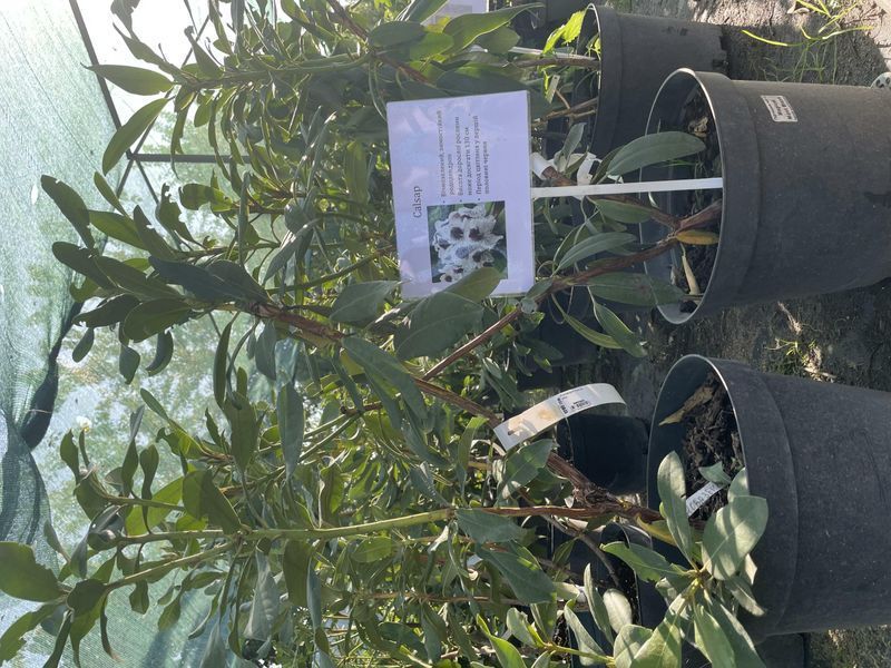 Рододендрон Calsap 1 метр С7 73 фото
