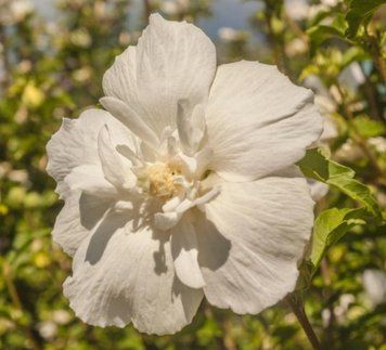 Гібіскус сирійський White Chiffon С5 234 фото