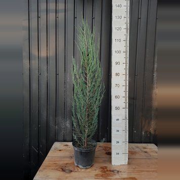 Ялівець скельний Блю Ерроу висота 110-120 см С5 (Juniperus scopulorum Blue Arrow) 392 фото