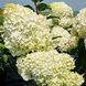 Гортензія Summer Love 4 роки С5 21 фото 1