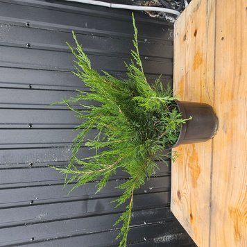 Ялівець середній Мінт Джулеп діаметр 70-80 см С7.5 (Juniperus pfitzeriana Mint Julep) С5 445 фото
