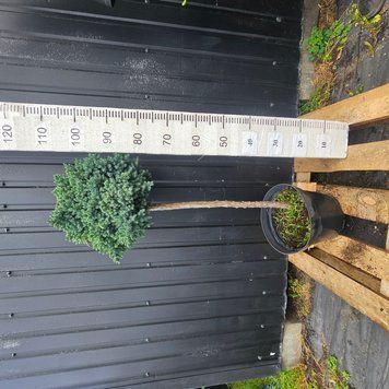 Штамбовий ялівець Блю Стар Pa.70 см. (Juniperus squamata Blue Star) 520 фото