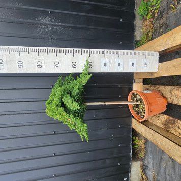 Штамбовий ялівець Нана Pa.50 см. (Juniperus procumbens Nana) 521 фото