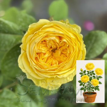 Троянда у горщику Каталіна С5 130 фото
