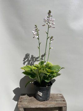 Хоста Moonbaen 20 см С3 041 фото