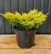 Ялівець горизонтальний Лайм Глоу діаметром 60 см С7,5 (Juniperus horizontalis Lime Glow) 541 фото 1
