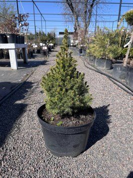 Ялина канадська Коніка 70-80 см С10 (Picea glauca Conica) 549 фото