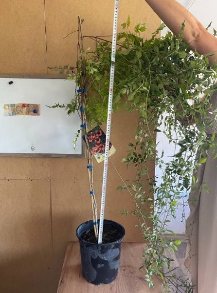 Кампсис radicans Flamenco 1.5 -2 м С4 39 фото
