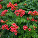 Кампсис radicans Flamenco 1.5 -2 м С4 39 фото 1