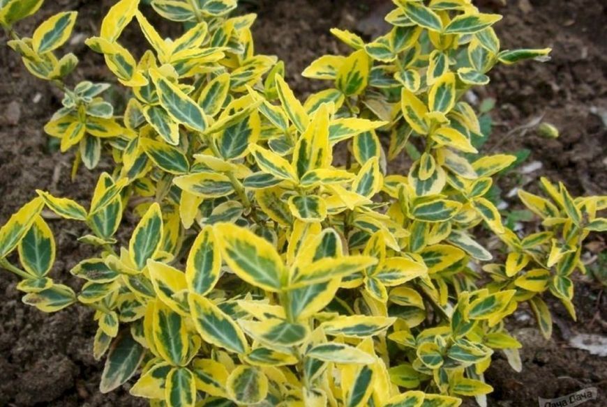 Бересклет Emerald Gold 35-40 см С5 231 фото