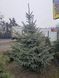 Ялина блакитна Keibab 3 м 048 фото 2