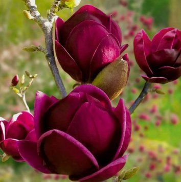 Магнолія Black Tulip 1.5-2 метри 362 фото