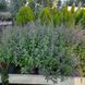 Непта Junior Wolker С3 608 фото 2